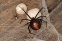 Latrodectus_hasselti_D3649_Z_87_Hamelin pool_Australie